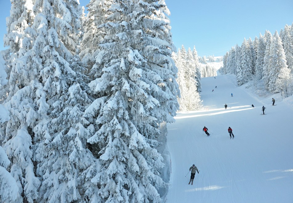 Les Carroz Ski Resort - Tree-lined slopes